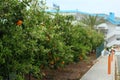 Ripe orange trees in Paphos