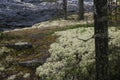 landscape river tree moss yagel tundra rocks wildlife forest