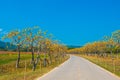 Landscape of road and beautiful yellow flowers in blue sky.