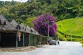 Landscape of the road in the mountains of Asia. Old houses along the road and a beautiful tree against the background of green