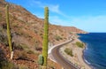 Saguaro and road in the bays of Loreto in baja california sur III Royalty Free Stock Photo