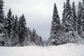 Landscape with road and snow covered firs. Royalty Free Stock Photo