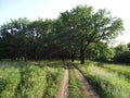 Landscape with road in summer oak forest Royalty Free Stock Photo