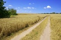 Landscape with road in the wheat field