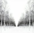 Landscape road in winter, frozen birch trees Royalty Free Stock Photo