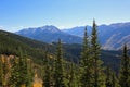 Aspen Mountain forest Royalty Free Stock Photo