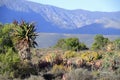 Landscape of route 62 with Aloe in foreground