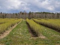 Landscape with rows of beautiful green blackcurrant bushes, first spring greenery