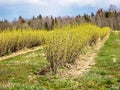 Landscape with rows of beautiful green blackcurrant bushes, first spring greenery