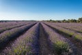 Landscape of rows of lavender plantations at sunse Royalty Free Stock Photo