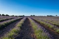 Landscape of rows of lavender with trees in the background Royalty Free Stock Photo