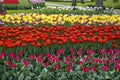 A landscape with rows of tulips in all kinds of colors Royalty Free Stock Photo