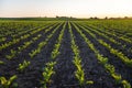 Landscape rows of young beatroot plants. Young beat sprouts during the period of active growth. Sugar beat plant in