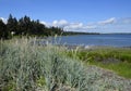 Shoreline landscape, Royston Vancouver Island Royalty Free Stock Photo