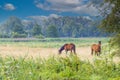 Two brown riding horses rural landscape in stream valley Rolder Diep part Drentsche Aa Royalty Free Stock Photo