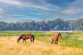 Landscape rural area in stream valley Rolder Diep part Drentsche Aa