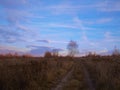 Landscape with lonely trees and rural road in the field in late autumn. Royalty Free Stock Photo