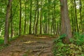 Landscape with rural roads fork in forest Royalty Free Stock Photo