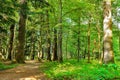 Landscape with rural roads fork in forest