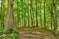 Landscape with rural roads fork in forest