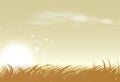 Landscape rural sunset, rice and grass farm vector illustration