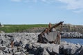 Landscape of rusty anchor statue along coast in Keflavik Iceland