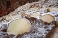 Landscape of the salt terraces of Maras Salineras de Maras in the Andes mountain range in the region of Cusco, Peru, Sacred