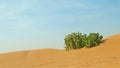 Landscape of sand dunes with desert plants in Sahara Desert, Morocco