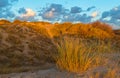 Sand Dunes along the Coast in Ostend, Belgium