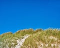 Landscape of sand dunes under blue sky copy space on the west coast of Jutland in Loekken, Denmark. Closeup of tufts of