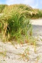 Landscape of sand dunes on the west coast of Jutland in Loekken, Denmark. Closeup of tufts of green grass and brown