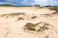 Landscape with sand and heath plants. Royalty Free Stock Photo