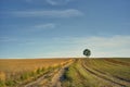 Landscape with a sandy road leading to a lonely tree among the fields Royalty Free Stock Photo