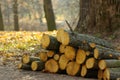 Landscape with a sawn logs , deforestation,