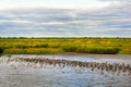 Bayou Lafourche, Louisiana Royalty Free Stock Photo