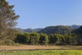 Landscape scene of cattles in the field.