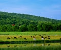 Farm Animals Grazing In A Meadow By A Pond Royalty Free Stock Photo
