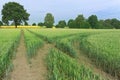 Landscape scene of a green filed with a fork in a tractor tracks and trees on horizon