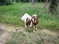 Groups of goats grassing at the plantation