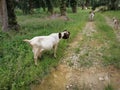 Groups of goats grassing at the plantation