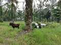 Groups of goats grassing at the plantation