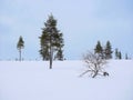 landscape scene of Pine Tree ilex conifer foliage under the white snow cover mountain hill Royalty Free Stock Photo