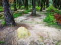 The termite mound-hill nest found in the wild Royalty Free Stock Photo