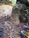 The termite mound-hill nest found in the wild Royalty Free Stock Photo