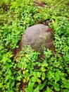 The termite mound-hill nest found in the wild Royalty Free Stock Photo