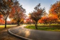 Landscape Scenery of Autumn Fall Leaves Forest Background, Colorful of Autumn Trees Leaf With Footpath Road at Sunset Scene. Royalty Free Stock Photo