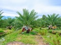Date fruits palm tree plantation with irrigation canel in Thailand Royalty Free Stock Photo