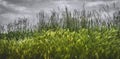 Landscape scenery with Foxtail barley grass. Royalty Free Stock Photo