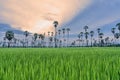 Landscape scenery of green rice fields with scattered supar palm trees with cloudy morning sky at Sam Khok, Pathum Thani, Thailand Royalty Free Stock Photo