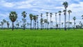 Landscape scenery of green rice fields with scattered supar palm trees with cloudy morning sky at Sam Khok, Pathum Thani, Thailand Royalty Free Stock Photo